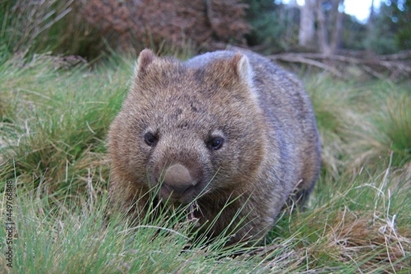 Fototapeta a wombat sitting on top of a grass covered field