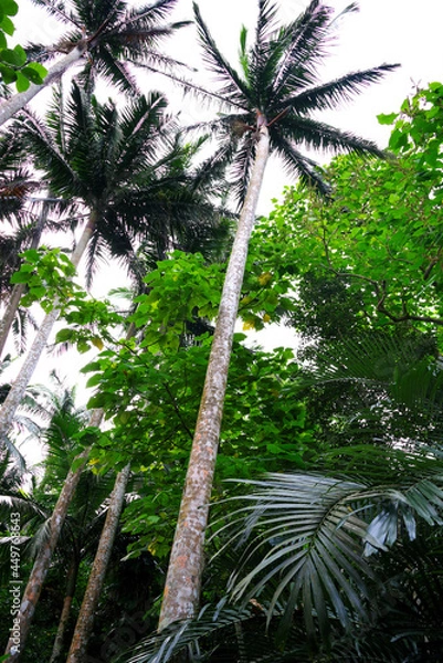 Obraz 石垣島　米原のヤエヤマヤシ群落