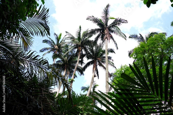 Obraz 石垣島　米原のヤエヤマヤシ群落