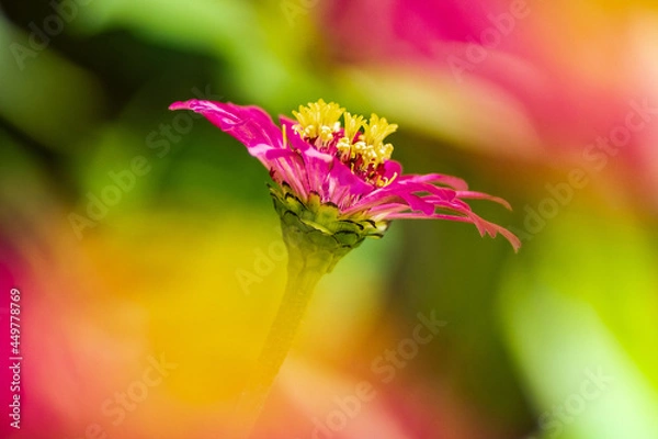 Obraz Zinnia Macro
