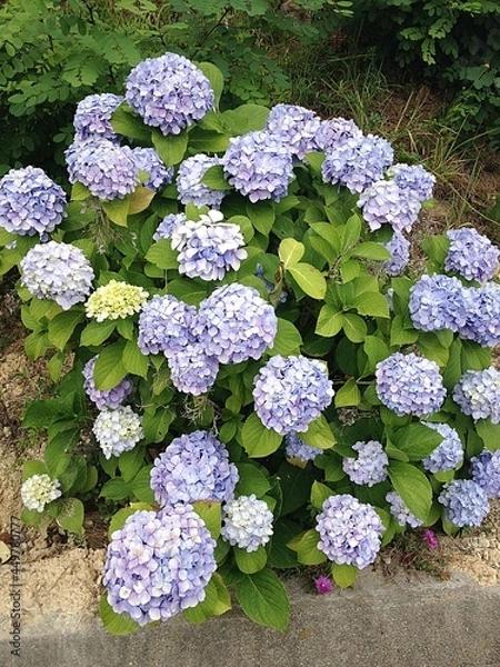 Obraz Hydrangea in August