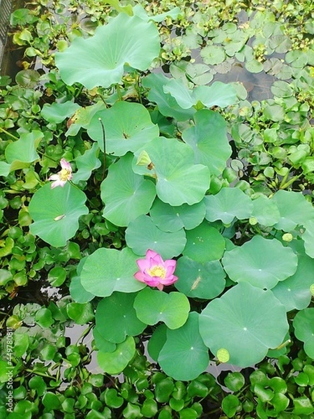 Obraz Lotus in August