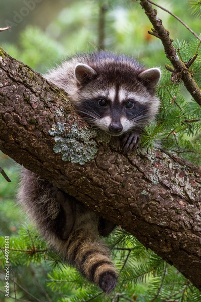 Fototapeta young raccoon hanging on a branch