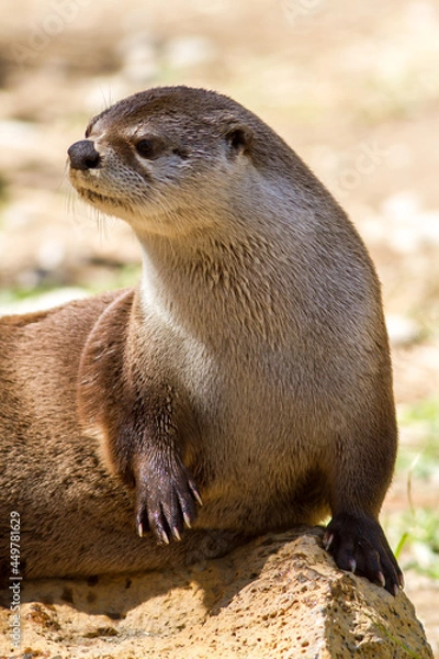 Obraz alert Oregon river otter
