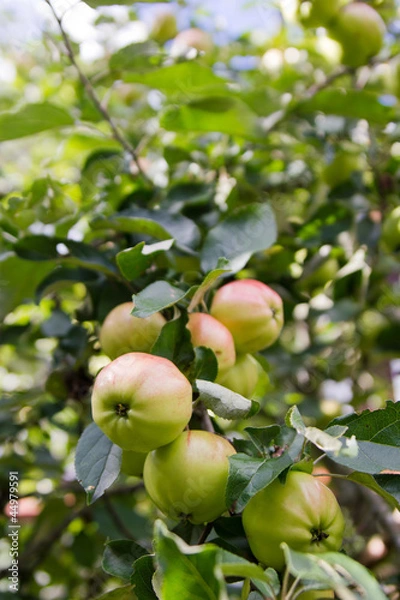 Fototapeta apples on a branch