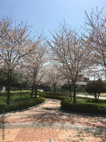 Obraz Cherry Blossom Road