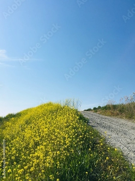 Obraz rapeseed country hill