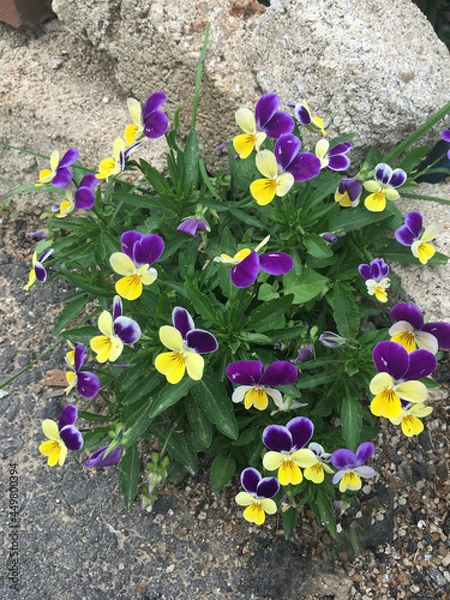 Obraz Spring flower pansy