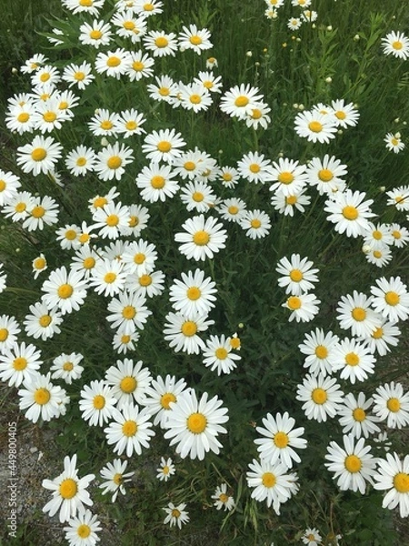 Obraz Margaret the Spring Flower