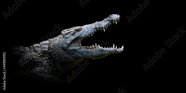 Obraz Close crocodile portrait on black background