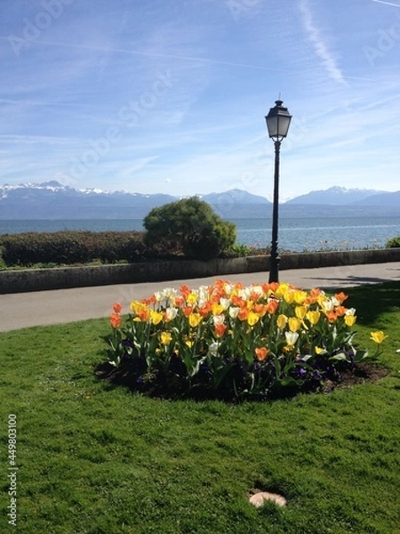 Obraz Streetlights and tulips