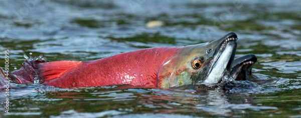 Fototapeta Sockeye Salmon in the river. Red spawning sockeye salmon in a river. Sockeye Salmon swimming and spawning. Scientific name: Oncorhynchus nerka. Natural habitat. Kamchatka, Russia.