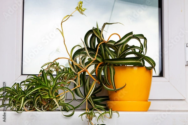 Obraz Indoor flower chlorophytum