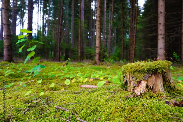 Obraz Moosboden im Wlad