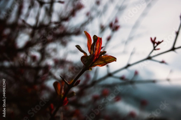 Obraz Leaf on a branch