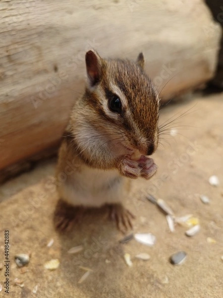 Fototapeta リスの森
