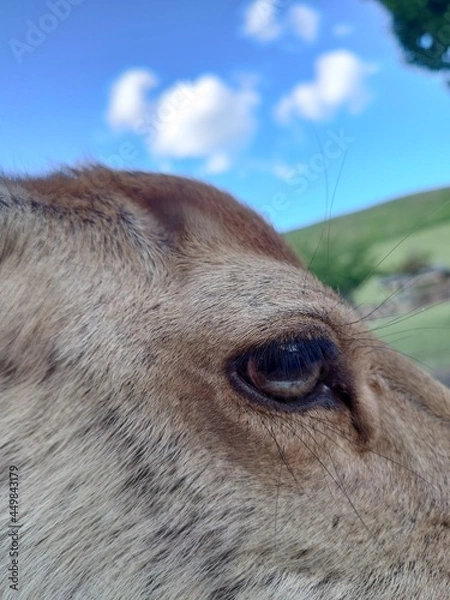 Fototapeta 公園の鹿
