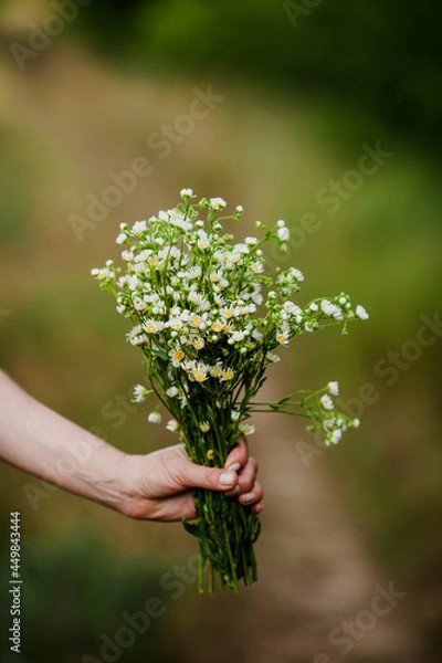 Obraz a bouquet of daisies