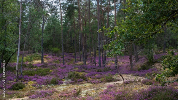 Obraz mauve heather in the Forest of Sologne