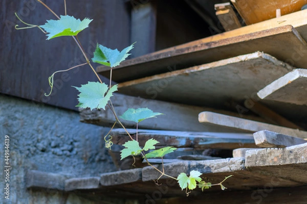 Fototapeta Grapevine on the background of old pieces of wood. Concept of new life, new and old, time.