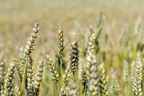 Fototapeta wheat  field