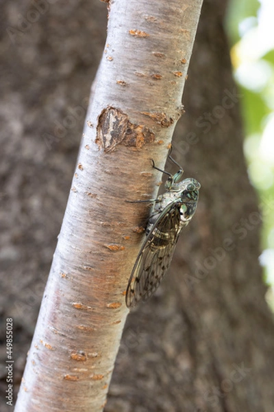 Obraz ミンミンゼミ