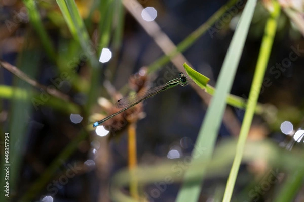 Obraz アジアイトトンボ