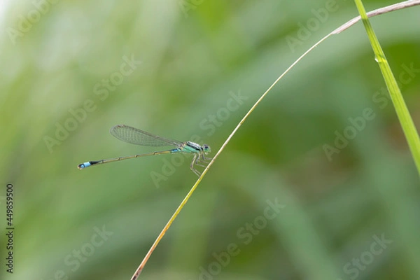 Obraz 朝露に濡れるアオモンイトトンボ