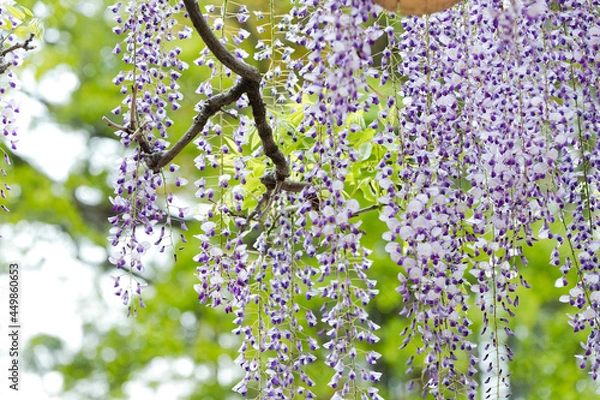 Obraz 藤の花　埼玉県春日部市　日本