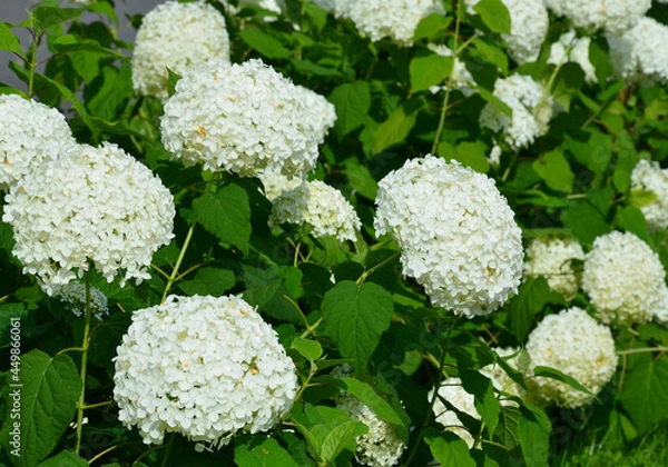 Fototapeta Echter gefüllter Schneeball - Viburnum opulus 'Roseum'
