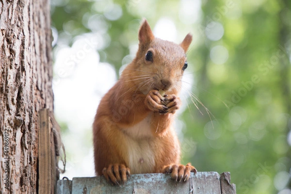 Fototapeta Sciurus vulgaris squirrel nibbles a nut