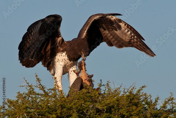 Fototapeta Martial Eagle with pray