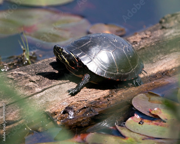 Fototapeta Painted Turtle Photo.  On a log in the pond with lily pad pond, water lilies, moss and displaying its turtle shell, head, paws in its environment and habitat. Turtle Image. Picture. Portrait.
