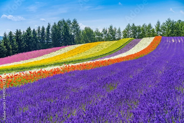 Obraz 北海道　富良野　ラベンダー　夏　風物詩　花