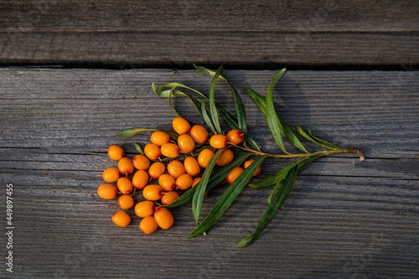 Obraz Sea buckthorn berries with sea buckthorn branch on wooden background. Hippophae rhamnoides. Buckthorn tree.