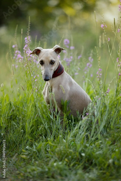 Fototapeta Lovely brown Italian greyhound playing and running and sitting in high grass and catching tennis ball, happy dog outside in summer 