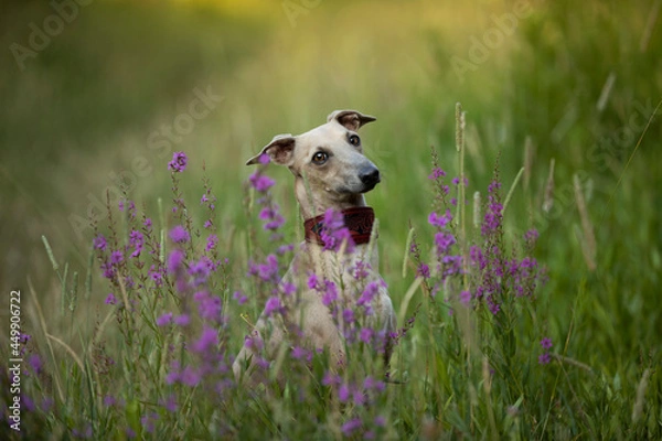Fototapeta Lovely brown Italian greyhound playing and running and sitting in high grass and catching tennis ball, happy dog outside in summer 
