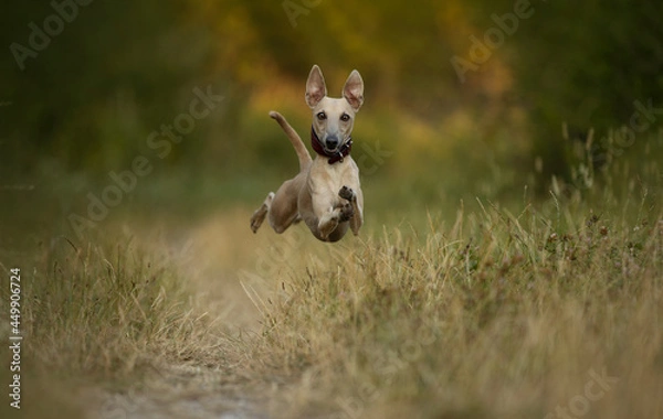Fototapeta Lovely brown Italian greyhound playing and running and sitting in high grass and catching tennis ball, happy dog outside in summer 