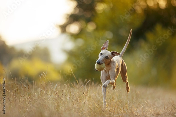 Fototapeta Lovely brown Italian greyhound playing and running and sitting in high grass and catching tennis ball, happy dog outside in summer 