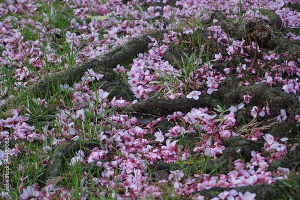 Obraz Cherry Tree Flowers in the ground