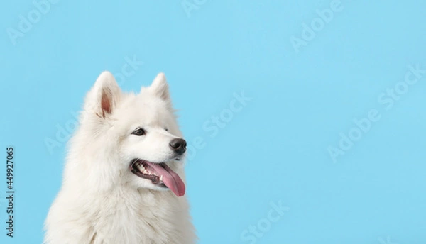 Obraz Cute funny dog on color background with space for text