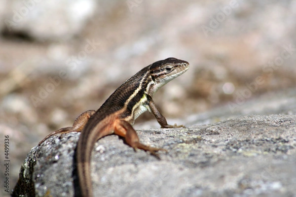 Obraz Lagarto tomando el sol.