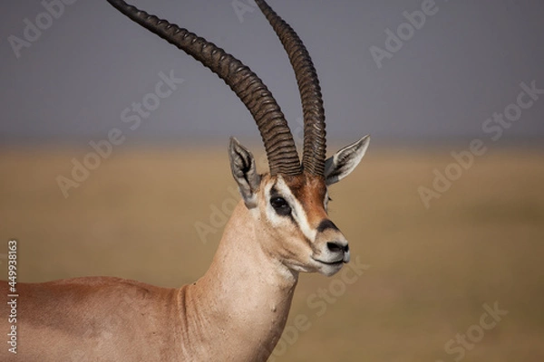 Obraz Beautiful close up of the head and horns of a Grants Gazelle in Africa 
