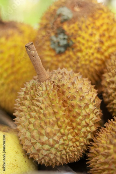 Fototapeta durian fruit