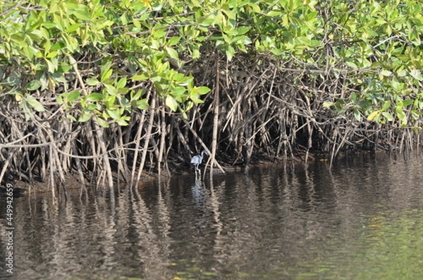 Obraz mangroves