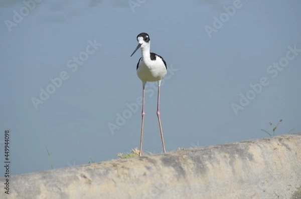 Obraz stilt bird 