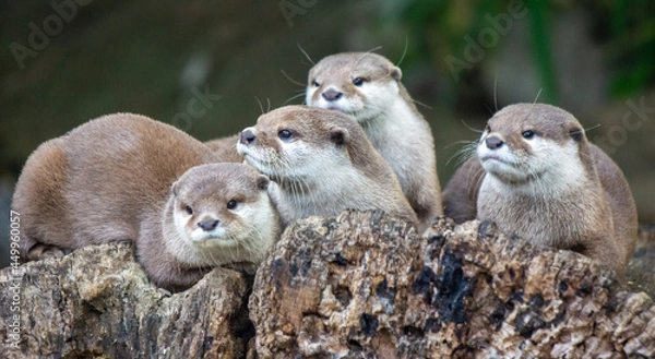 Obraz Four Otters