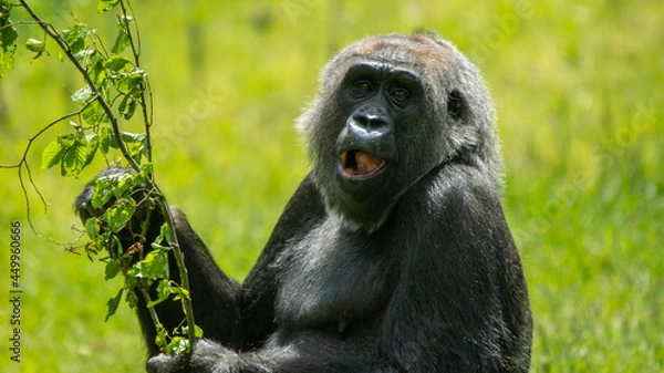 Obraz Laughing Gorilla