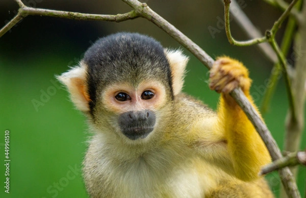 Fototapeta Squirrel Monkey Watching