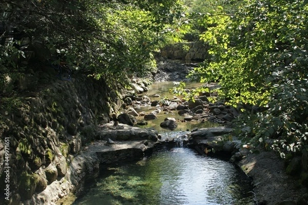 Obraz river in the forest